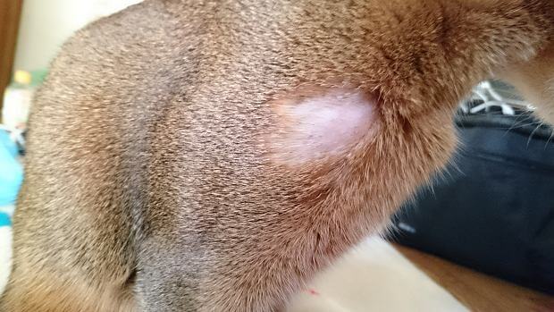 Penyakit Kulit pada Kucing dan Berbagai Penyebabnya » KucingMania