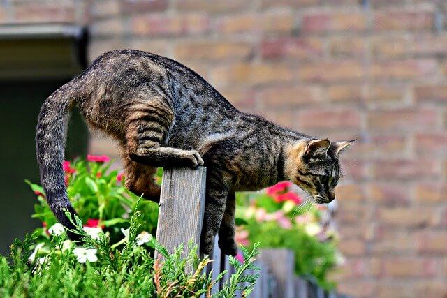 fungsi ekor kucing