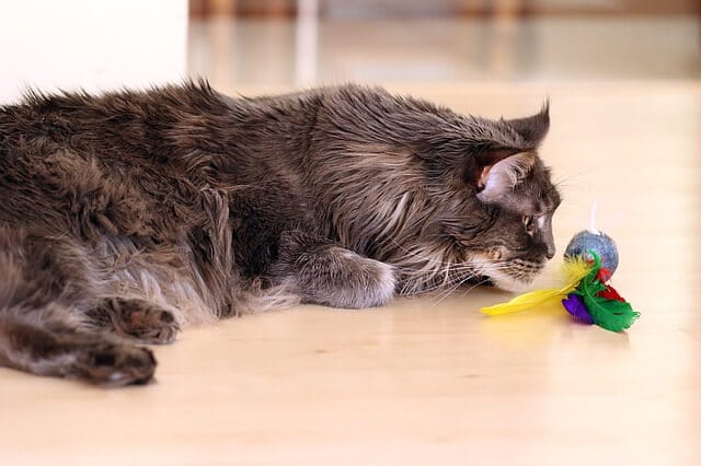 Cara Merawat Kucing Maine Coon