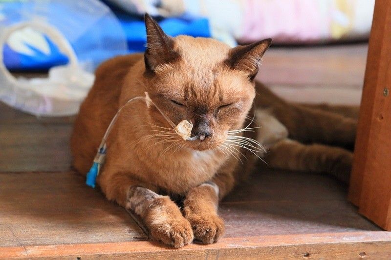 Ciri Kucing Diabetes