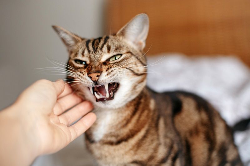 Cara Mengatasi Kucing Betina Birahi