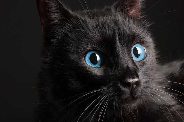 Kucing Ojos Azules