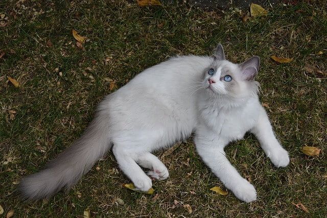 Kucing Ragdoll