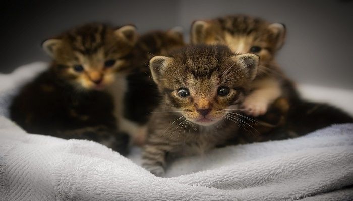 Panduan Singkat Cara Merawat Bayi Kucing » KucingMania