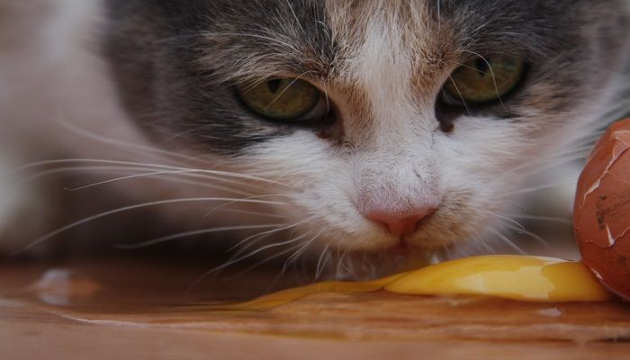 Manfaat Kuning Telur Untuk Kucing