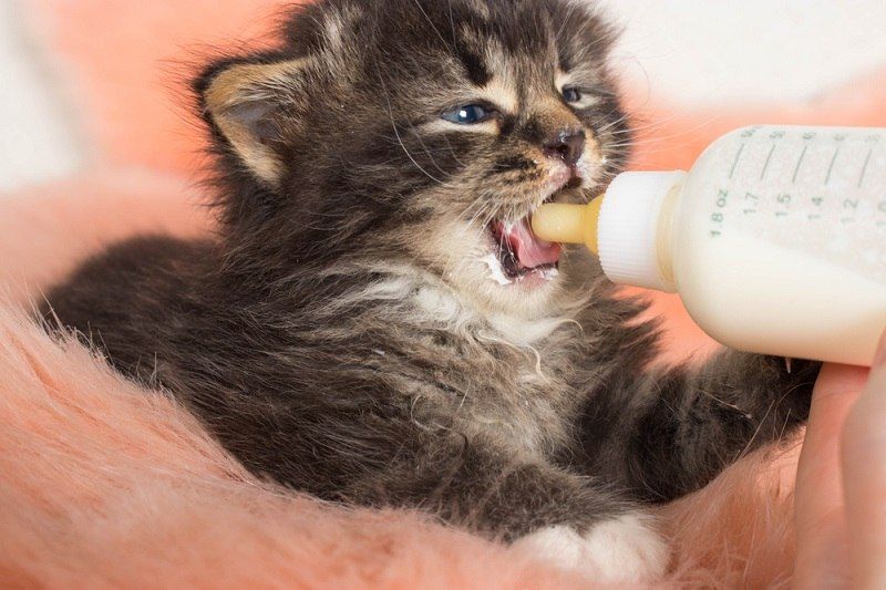 Tips Cara Merawat Bayi Kucing