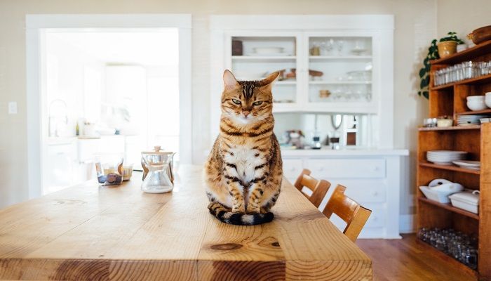 Manfaat Pelihara Kucing