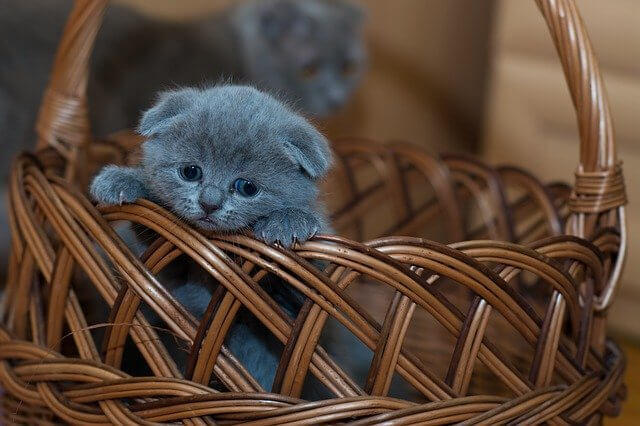 Manfaat Pelihara Kucing