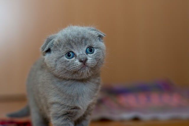 Manfaat Pelihara Kucing