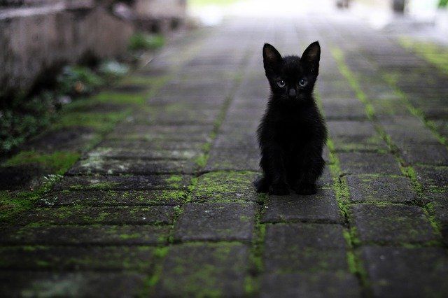 Mitos Kucing Hitam