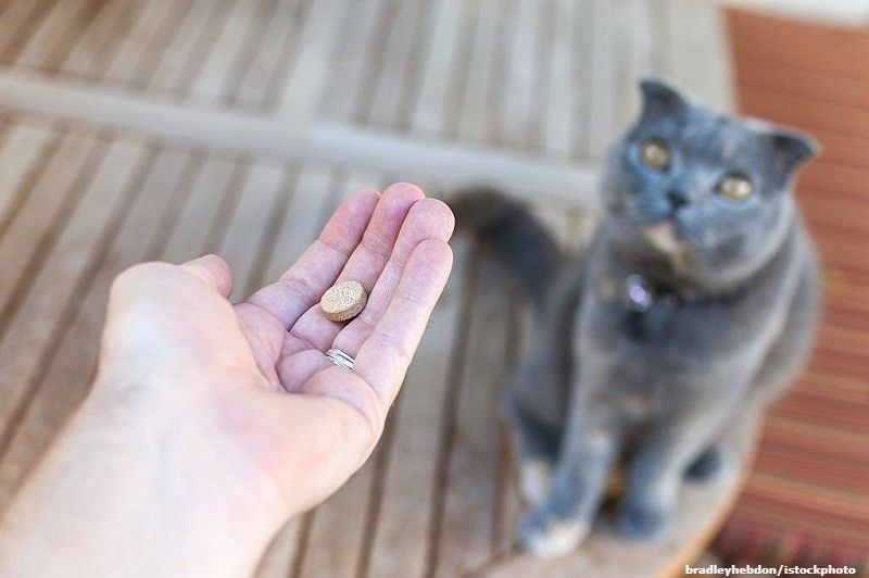 Memberikan Pil KB untuk Kucing
