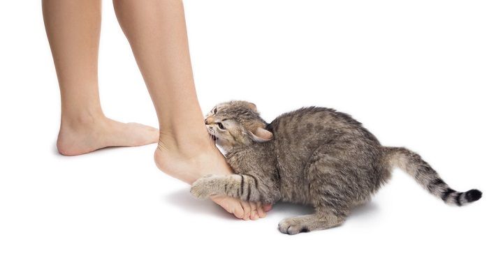 Kucing Suka Menggigit