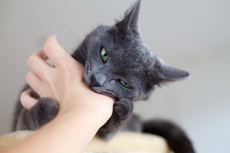 Kucing Suka Menggigit