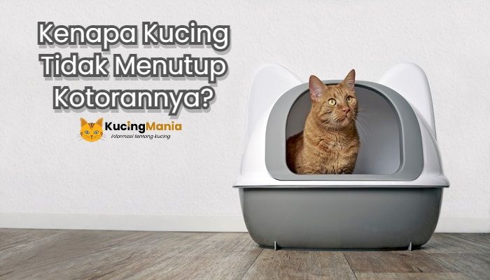 Kucing Tidak Menutup Kotorannya