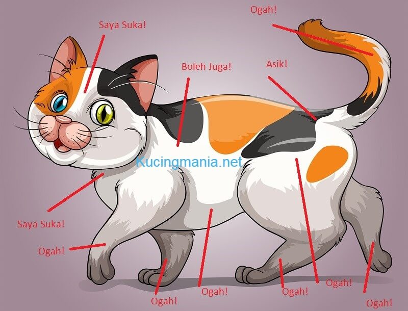 Kucing Suka Menggigit