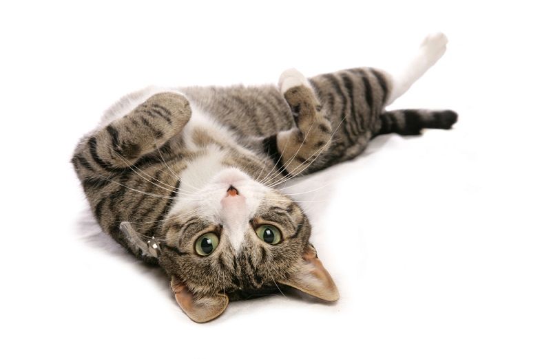 Kenapa kucing berguling