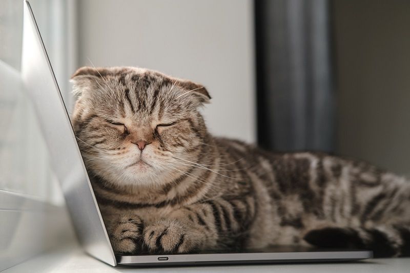 Kucing Tidur di Laptop