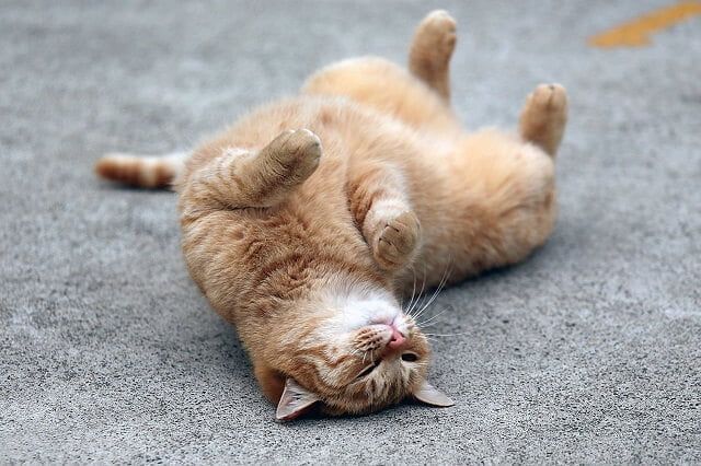 Kenapa Kucing Berguling