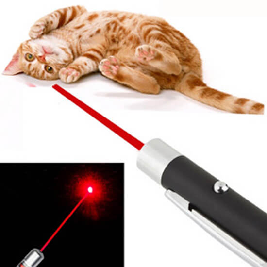 Kenapa Kucing Suka Laser