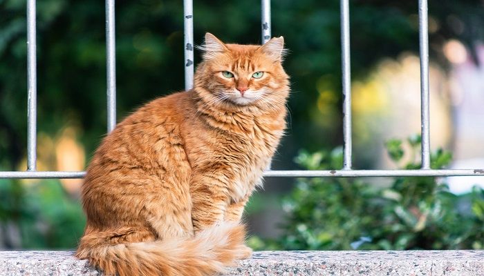 yang Disukai Kucing