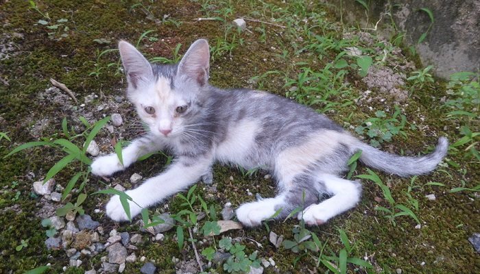 Penyebab Kucing Kurus Cara Efektif Membuat Kucing Gemuk