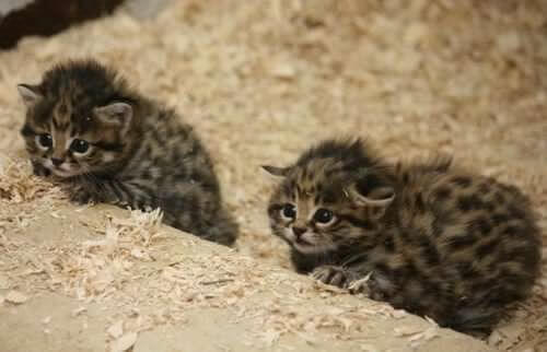 Kucing Kaki Hitam Afrika