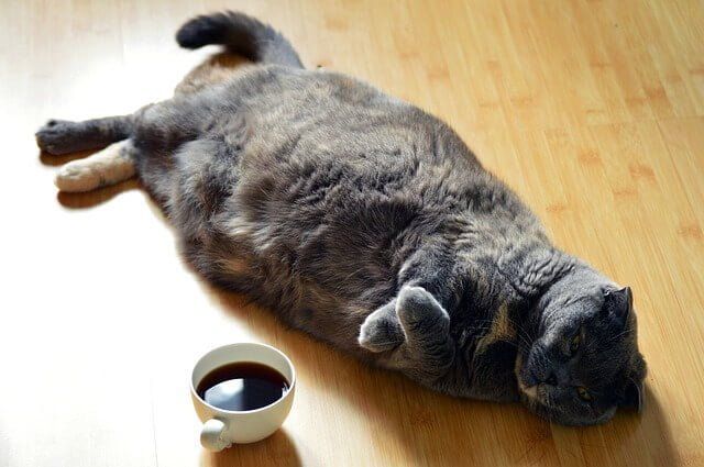 Tips Agar Kucing Panjang Umur
