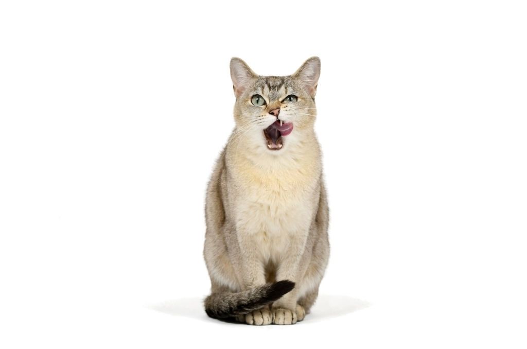 18 Jenis Kucing Langka di Dunia, No 14 Paling Manis Jenis Kucing Langka Burmilla