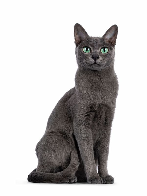 Jenis Kucing Langka Korat