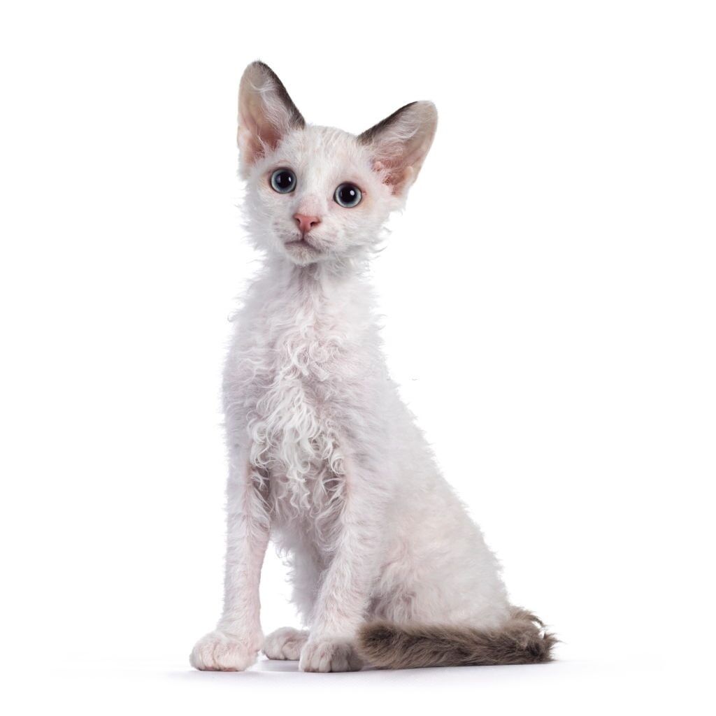 Jenis Kucing Langka LaPerm