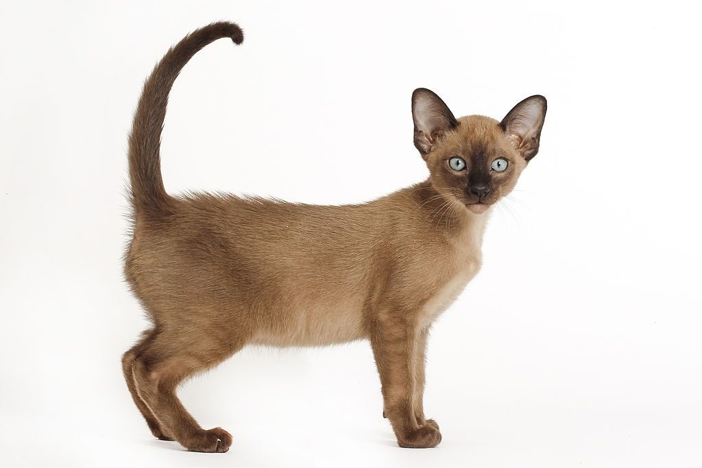 Jenis Kucing Langka Tonkin