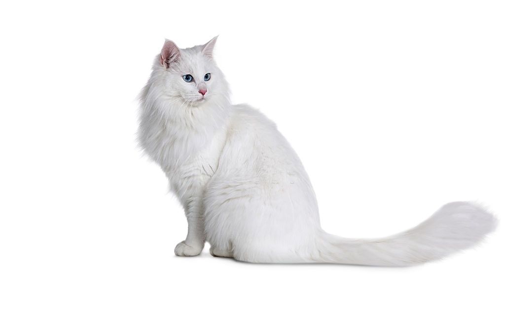 Jenis Kucing Langka Turkish Angora