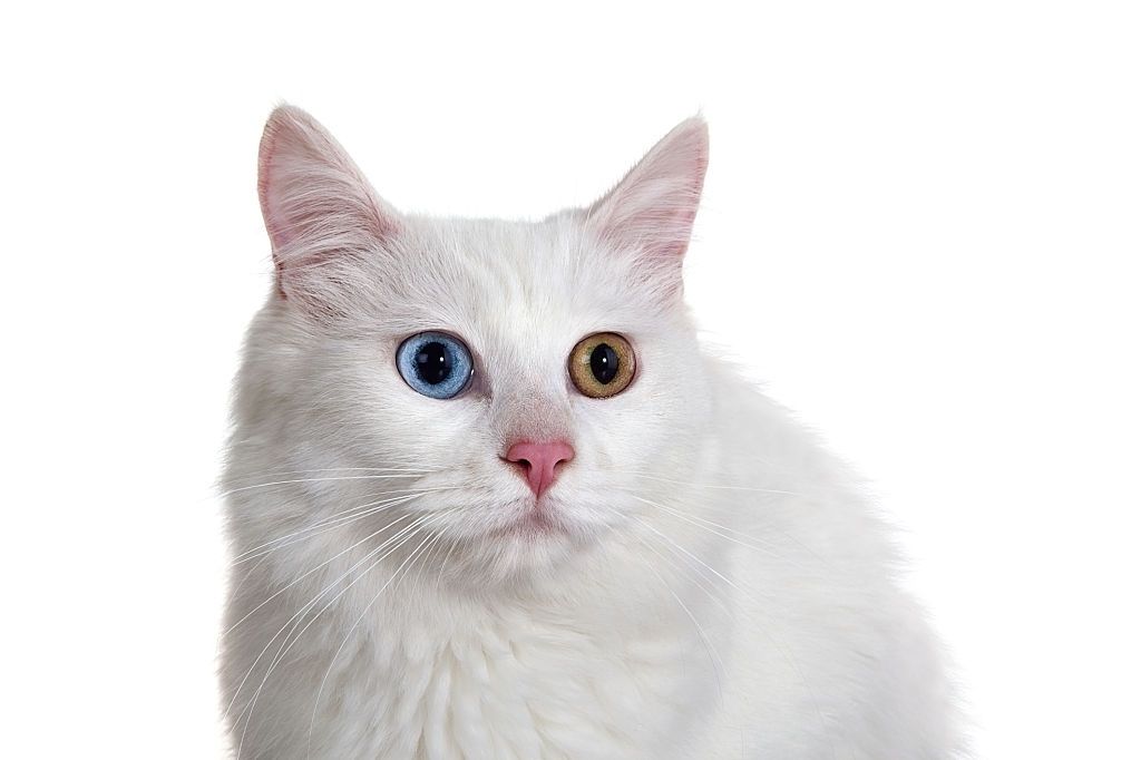 Jenis Kucing Langka Turkish Van