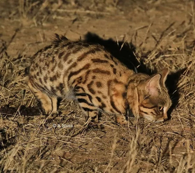 Kucing Kaki Hitam Afrika