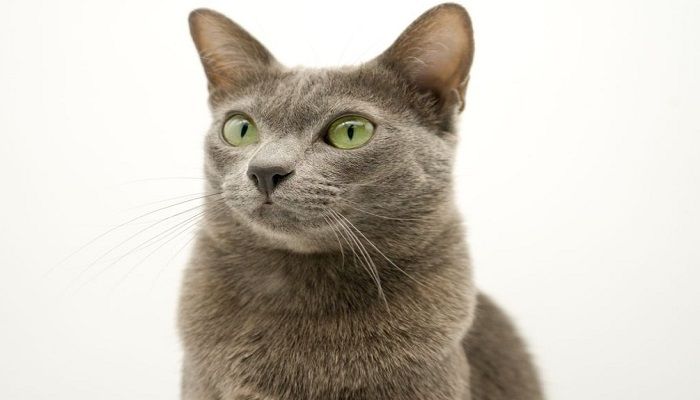 Kucing Korat