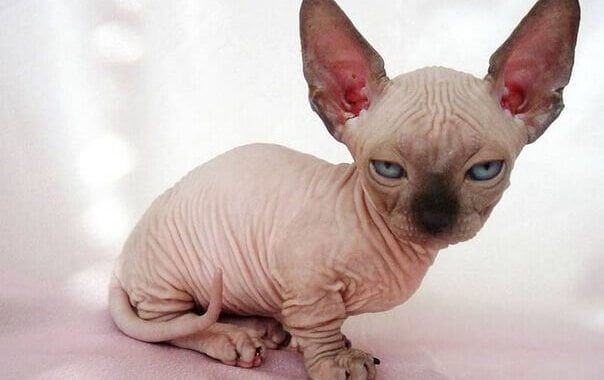 Jenis Kucing Langka di Dunia