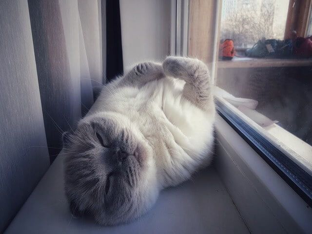 yang Disukai Kucing