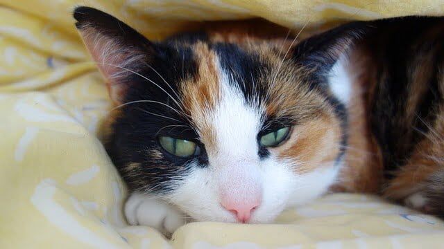 Tips Agar Kucing Panjang Umur