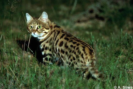 Kucing Kaki Hitam Afrika: Si Kecil yang Mematikan » KucingMania