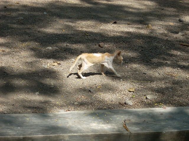 Penyebab Kucing Kurus
