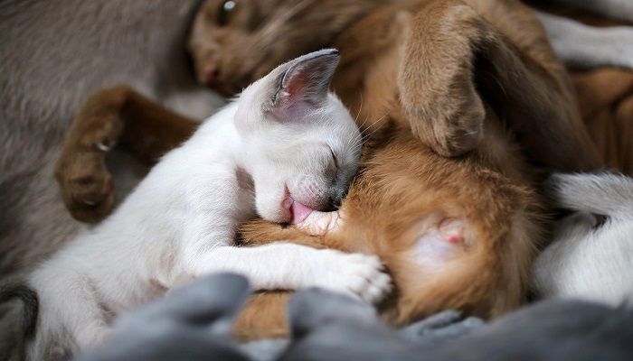 Makanan untuk kucing menyusui