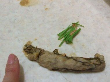 Tips Agar Kucing Panjang Umur