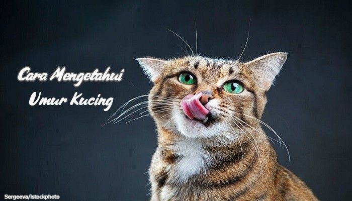 Cara Mengetahui Umur Kucing