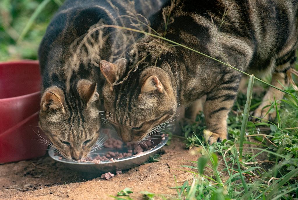 Panduan Merawat Kucing Sokoke