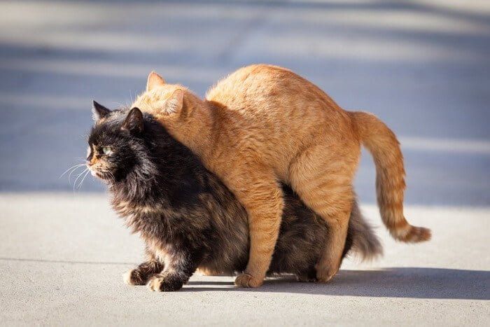 Tips Agar Kucing Panjang Umur