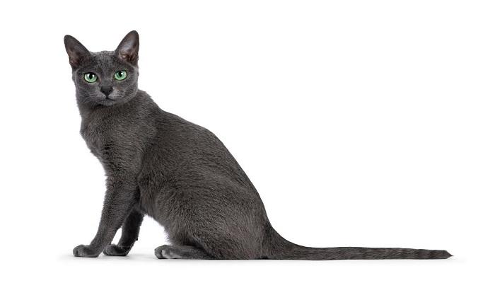 Ras Kucing Korat