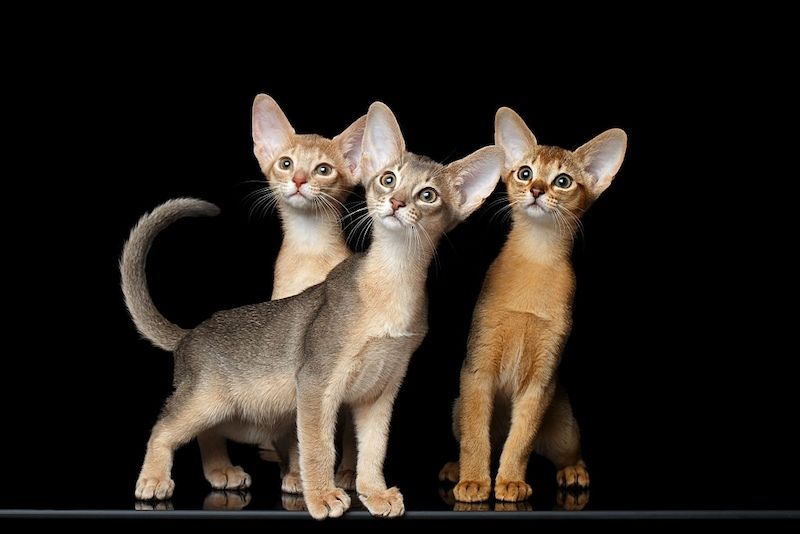Kucing Abyssinian