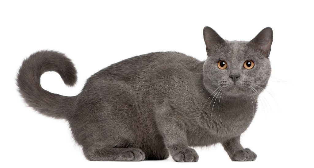 Ciri-ciri Kucing Chartreux