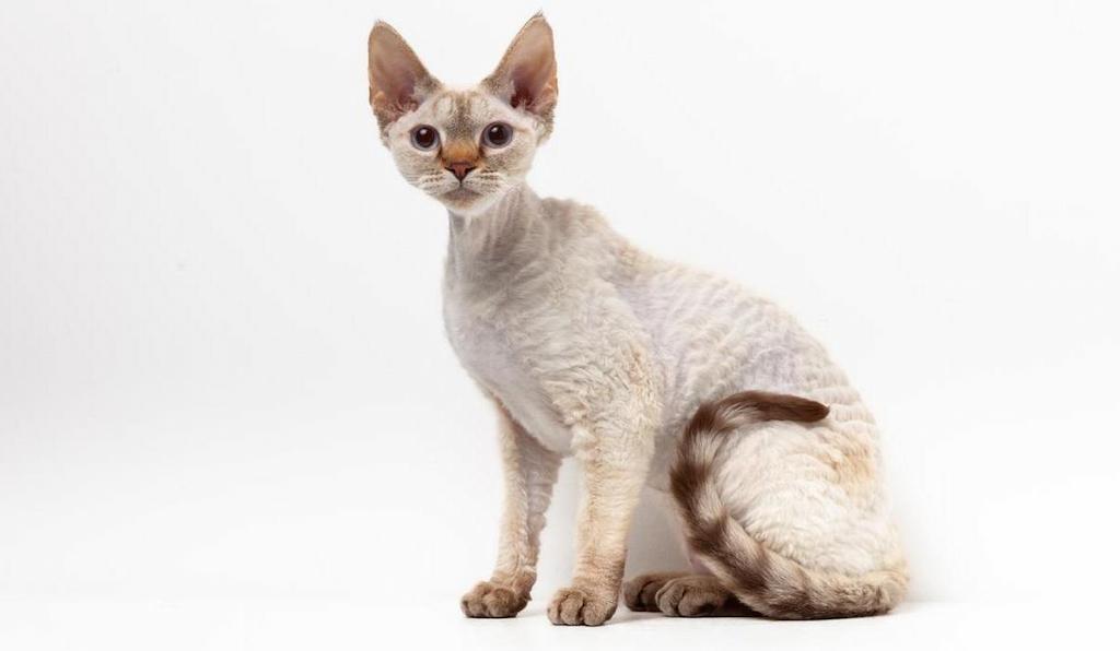 Ciri-ciri Kucing Devon Rex