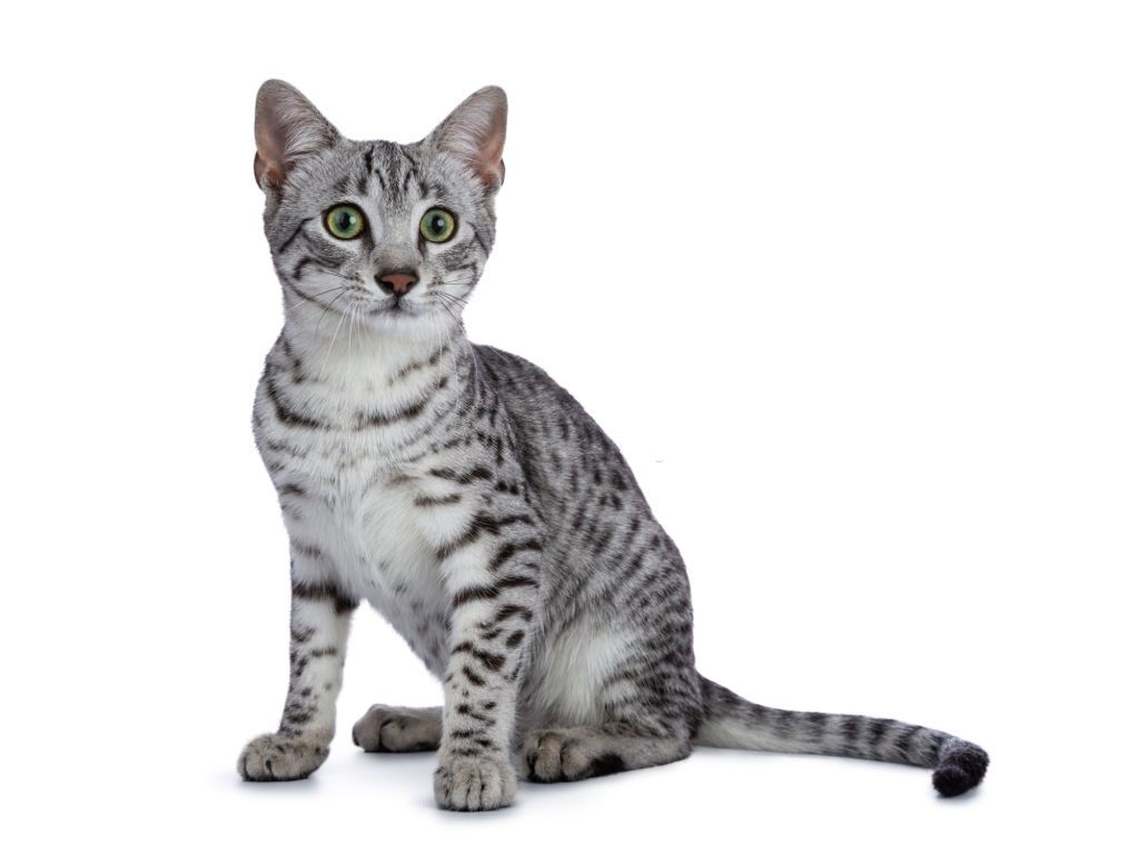Ciri-ciri Kucing Egyptian Mau